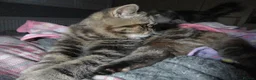 Exotic cats for sale:  Beautiful Exotic female kittens Ready now - Advert 5