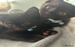 Maine Coon cats for sale: 2 boys for sale  - Image 7