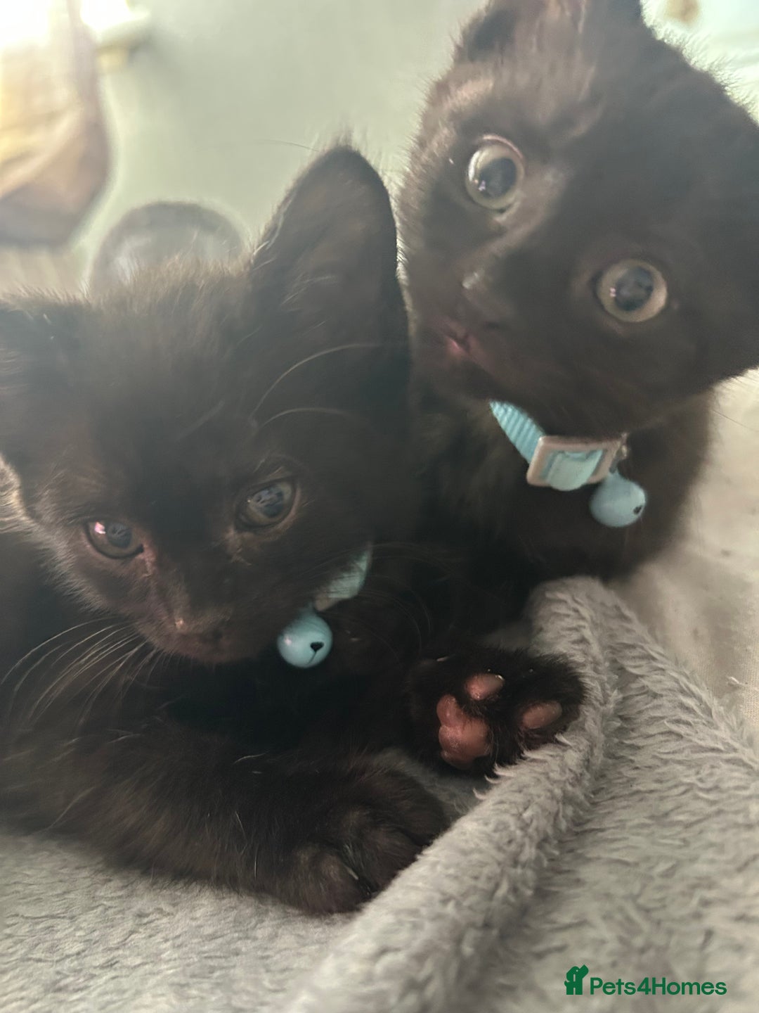 Maine Coon cats for sale: 2 boys for sale  - Image 7