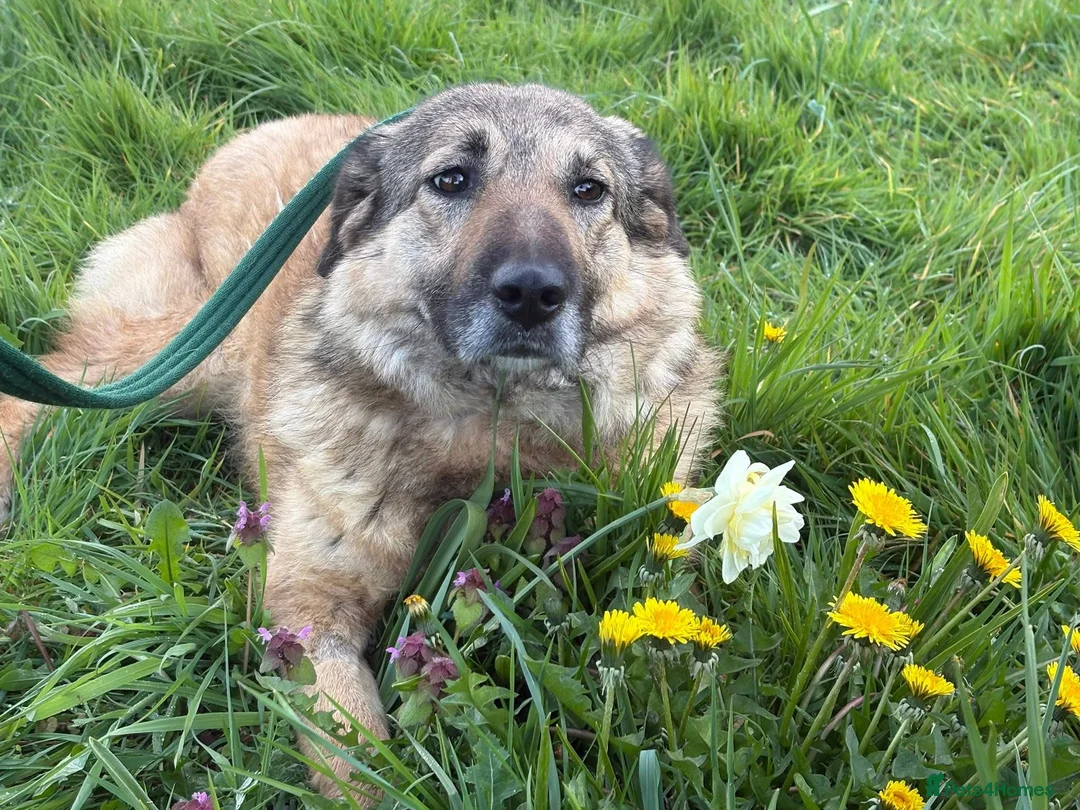 Mixed Breed dogs for adoption: Amanda - Norwich Norfolk  - Advert 2