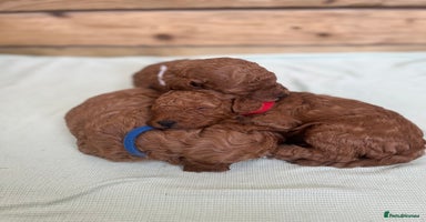 Cockapoo dogs - Advert 9