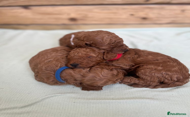 Cockapoo dogs - Advert 3