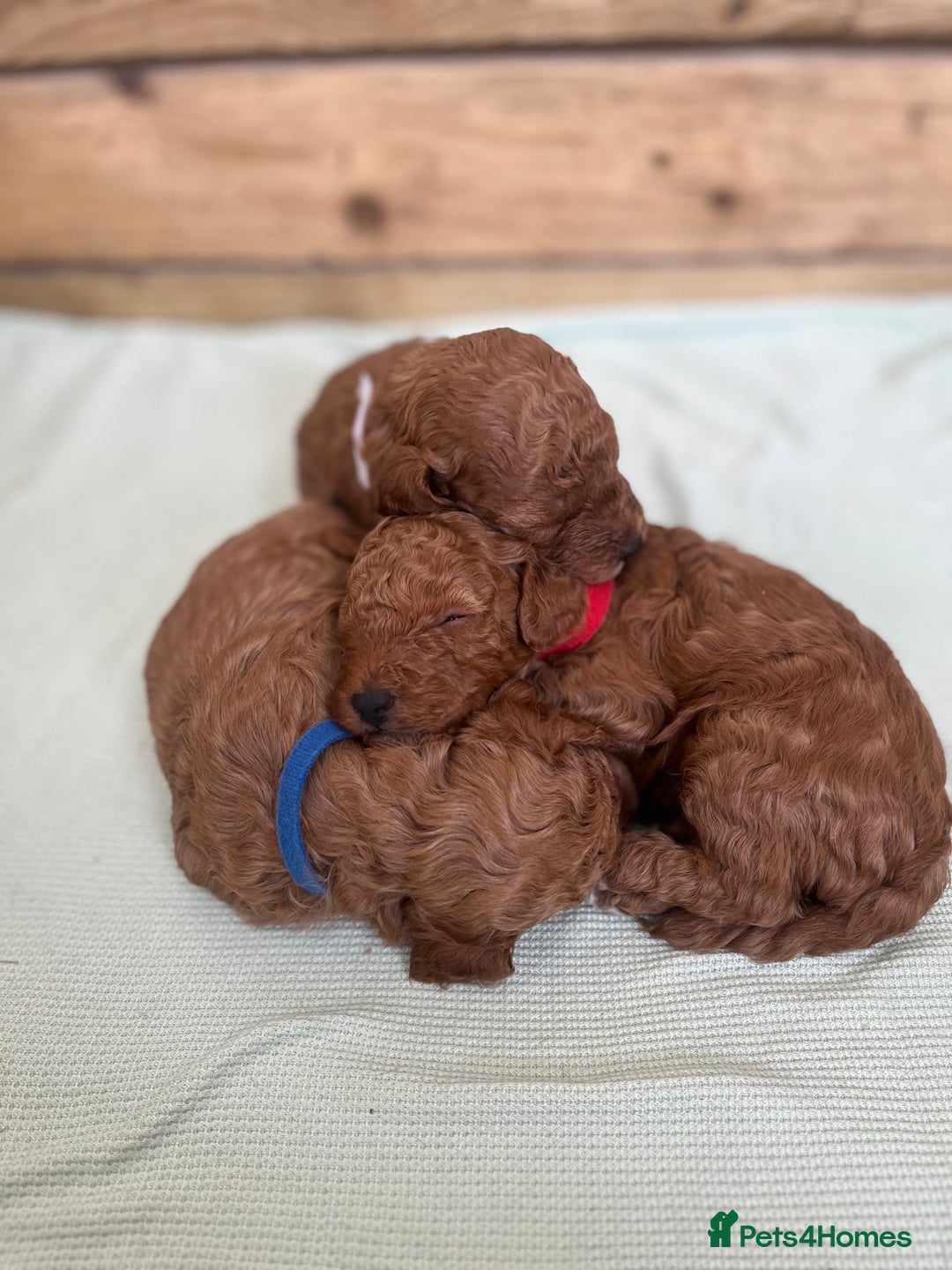 Cockapoo dogs for sale: Fox red cockapoo's - Image 3