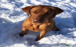 Labrador Retriever dogs for sale: Fully health tested KC reg 5 year old labrador - Image 9