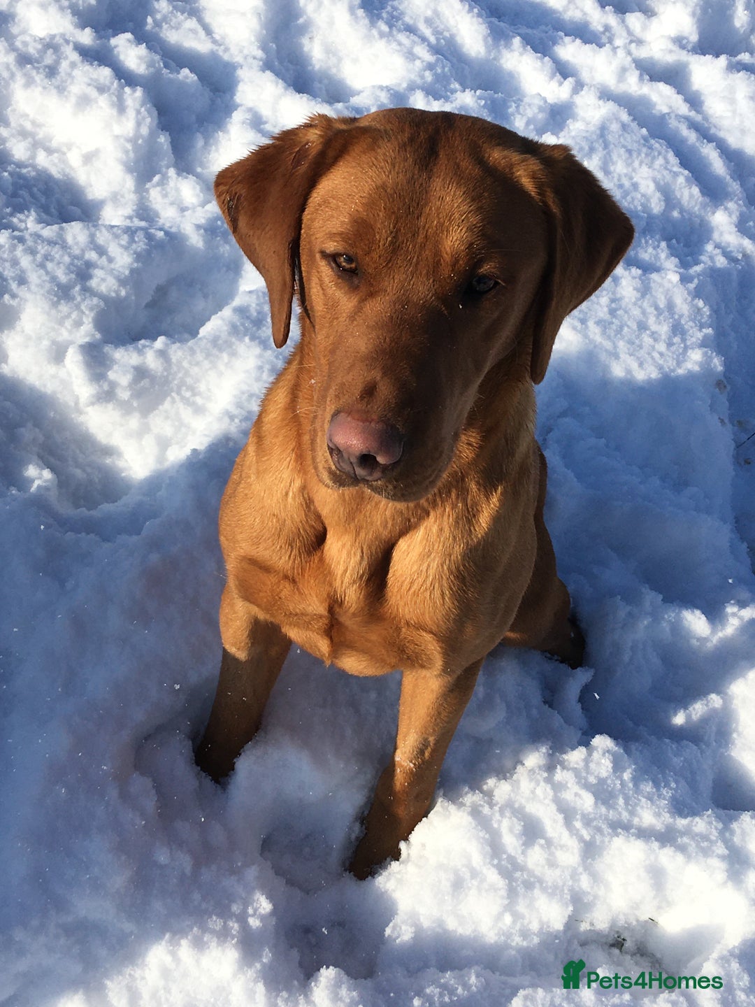Labrador Retriever dogs for sale: Fully health tested KC reg 5 year old labrador - Image 9