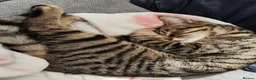 Domestic Shorthair cats for sale: 🐱 Milo is Looking for His Forever Home 🐱 - Advert 5