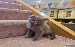 Scottish Fold cats for sale: 1 BSH Boy AVAILABLE. in Sheffield - Image 33