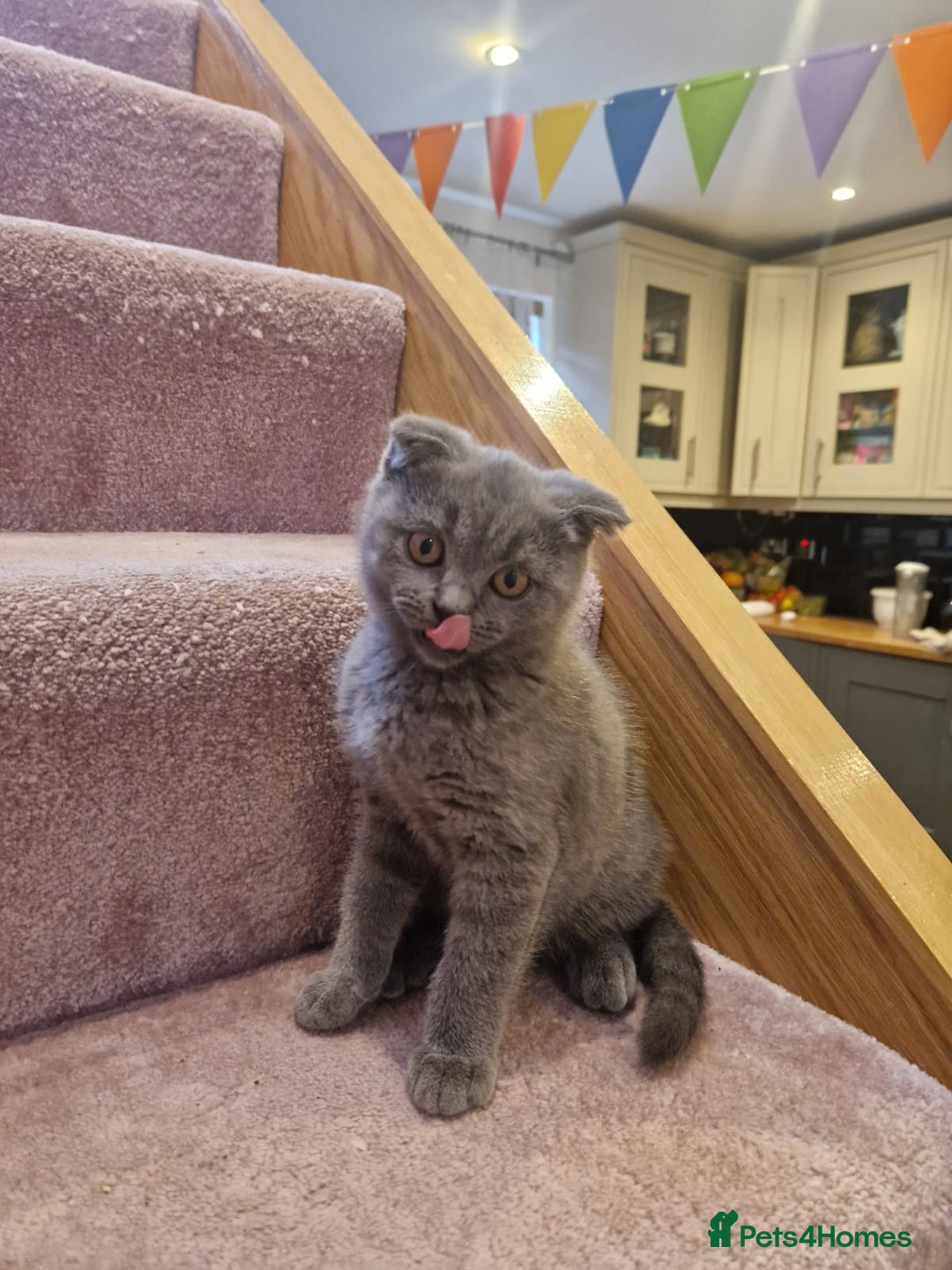 Scottish Fold cats for sale: 1 BSH Boy AVAILABLE. in Sheffield - Image 33