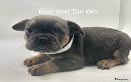 French Bulldog dogs for sale: 🏆KC Reg Blue French Bulldog Puppies – Fluffy - Image 8