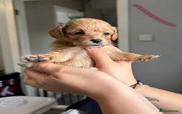 Sproodle dogs for sale: Gorgeous Sproodle Puppies - Image 3