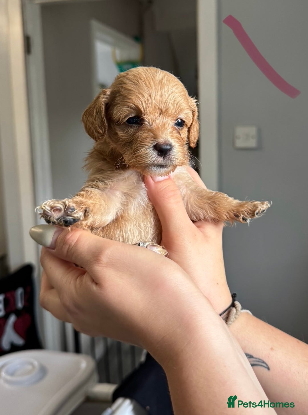 Sproodle dogs for sale: Gorgeous Sproodle Puppies - Image 3