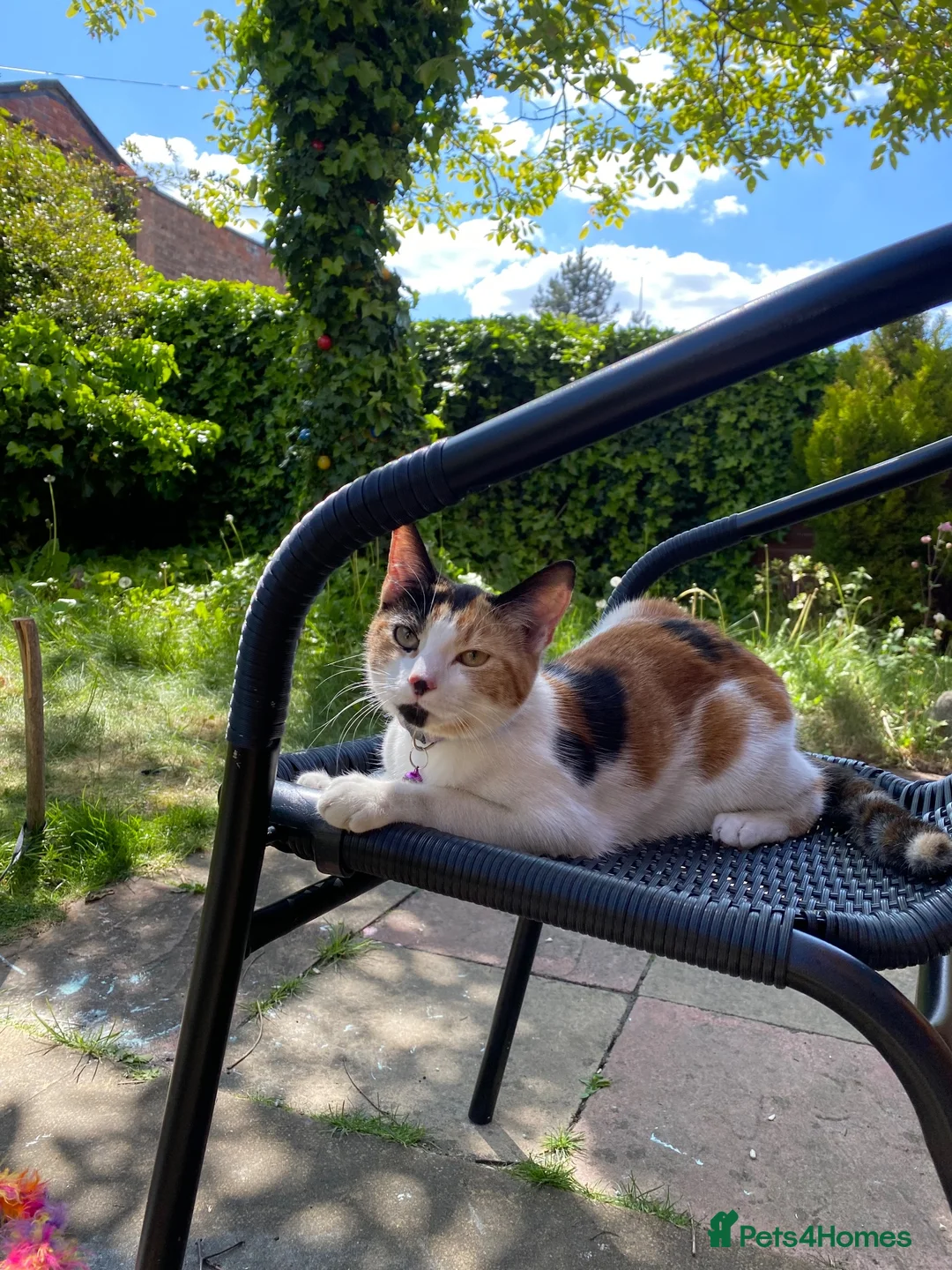 Mixed Breed cats for sale: 3 Beautiful Kittens For Sale in Nottingham - Advert 1