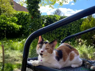 Mixed Breed cats 3 Beautiful Kittens For Sale - Advert 1