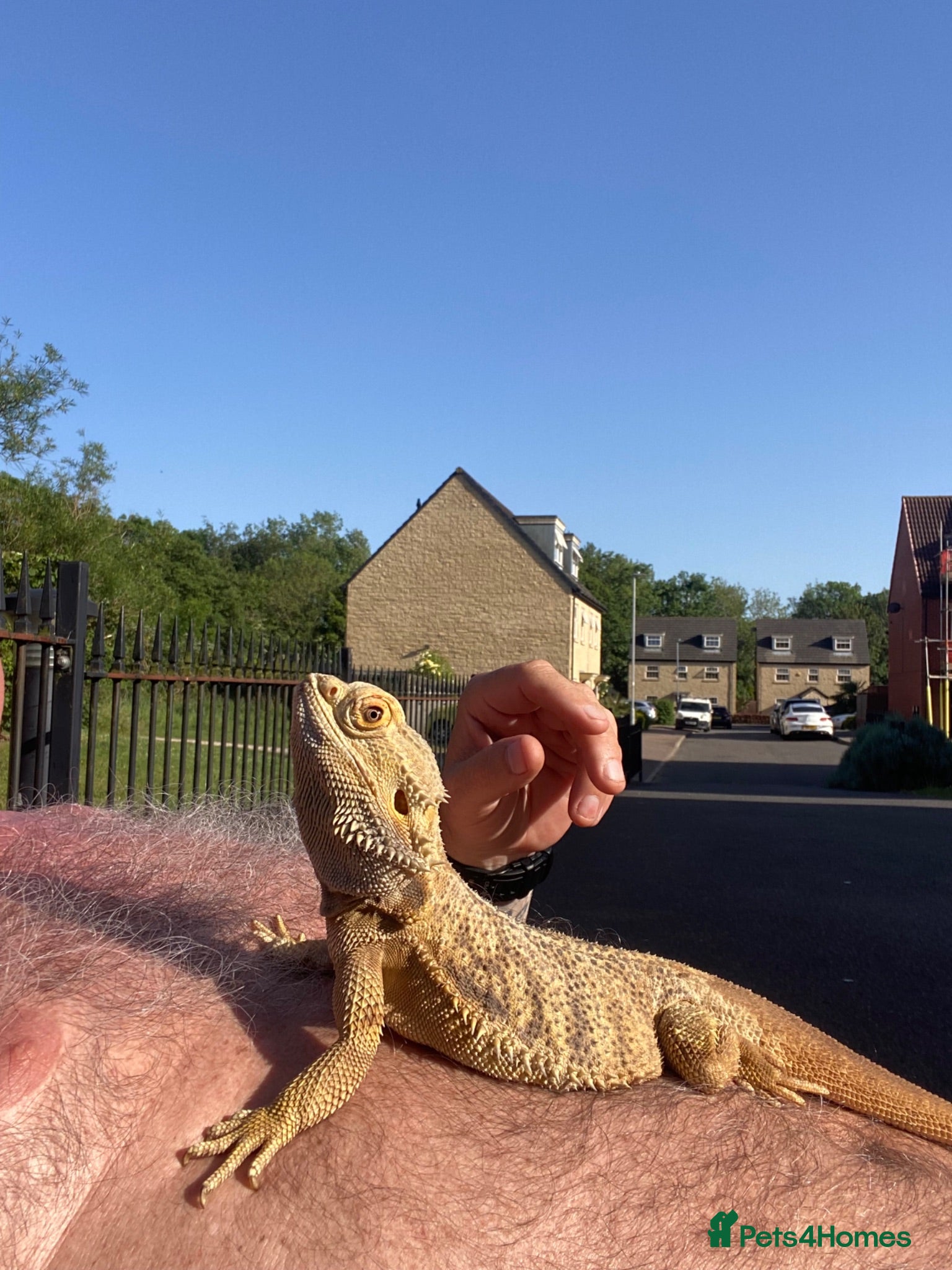 Bearded Dragon reptiles Bearded Dragon - Advert 1