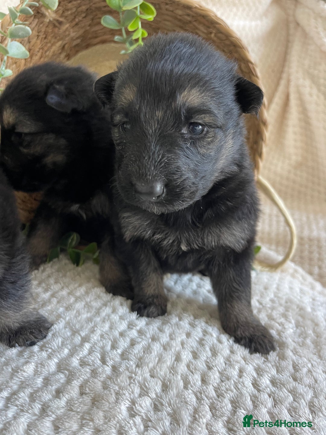 German Shepherd dogs for sale: STUNNING DNA TESTED GERMAN SHEPHERDS - Image 4