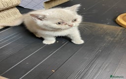 British Shorthair cats for sale: British Shorthair Kittens - Ready in 3 Weeks! - Image 11