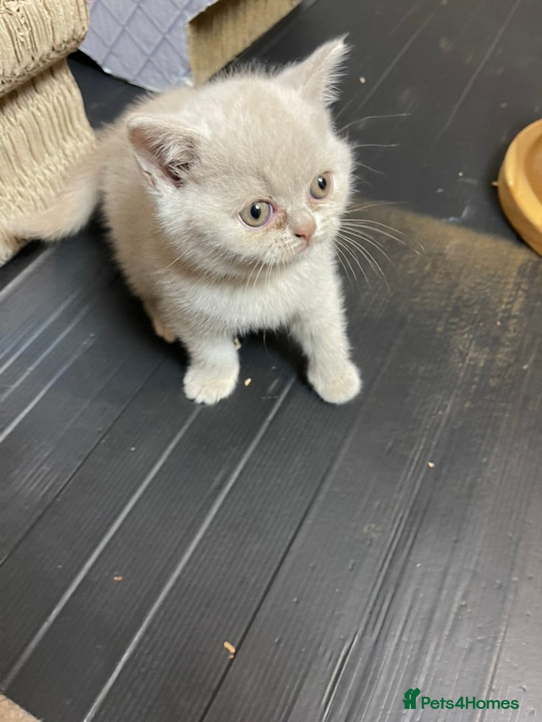 British Shorthair cats for sale: British Shorthair Kittens - Ready in 3 Weeks! - Image 11