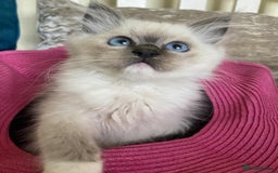Ragdoll cats for sale:  Charming and fluffy Female Ragdoll Kittens - Image 13