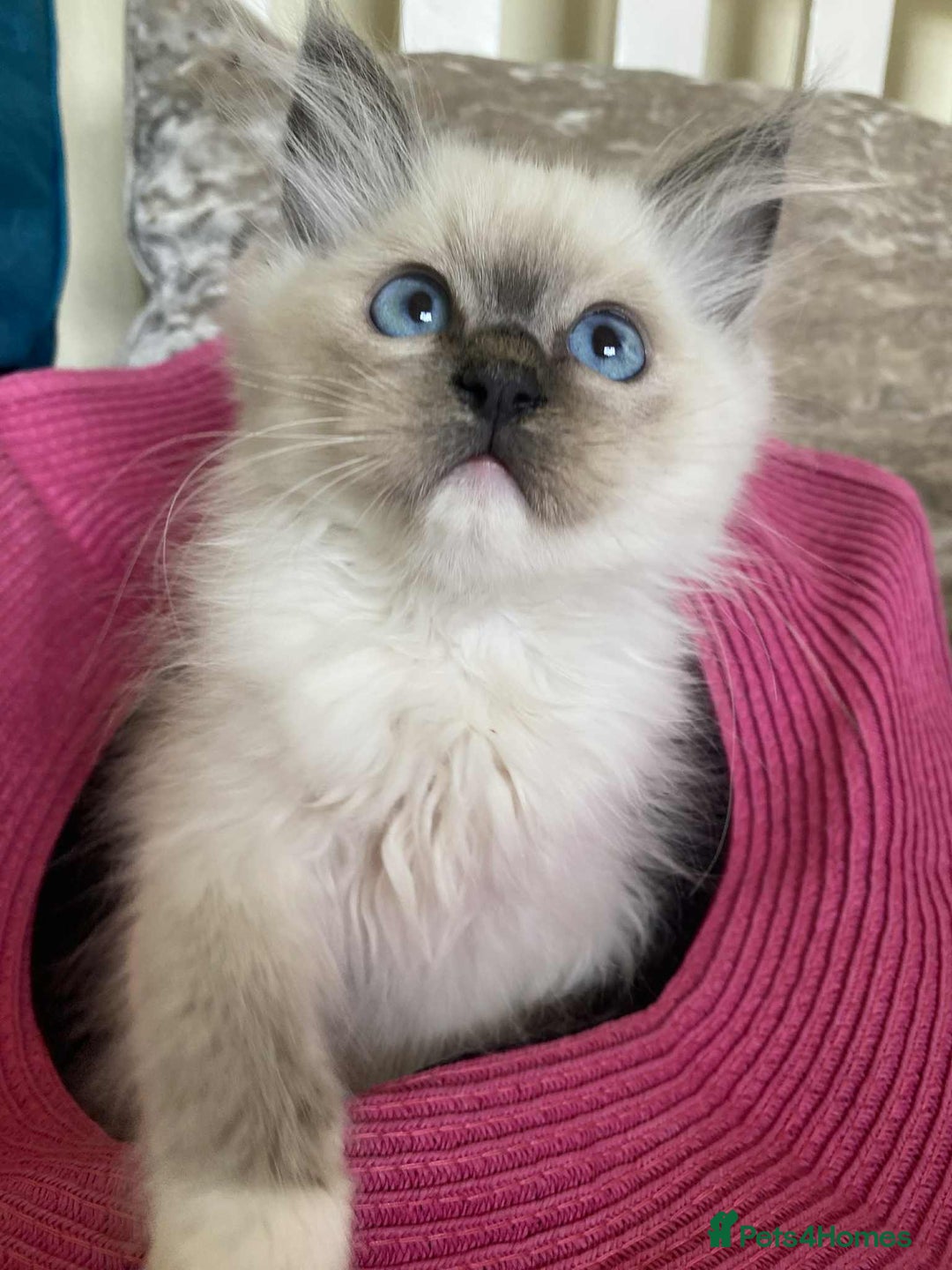 Ragdoll cats for sale:  Charming and fluffy Female Ragdoll Kittens - Image 13