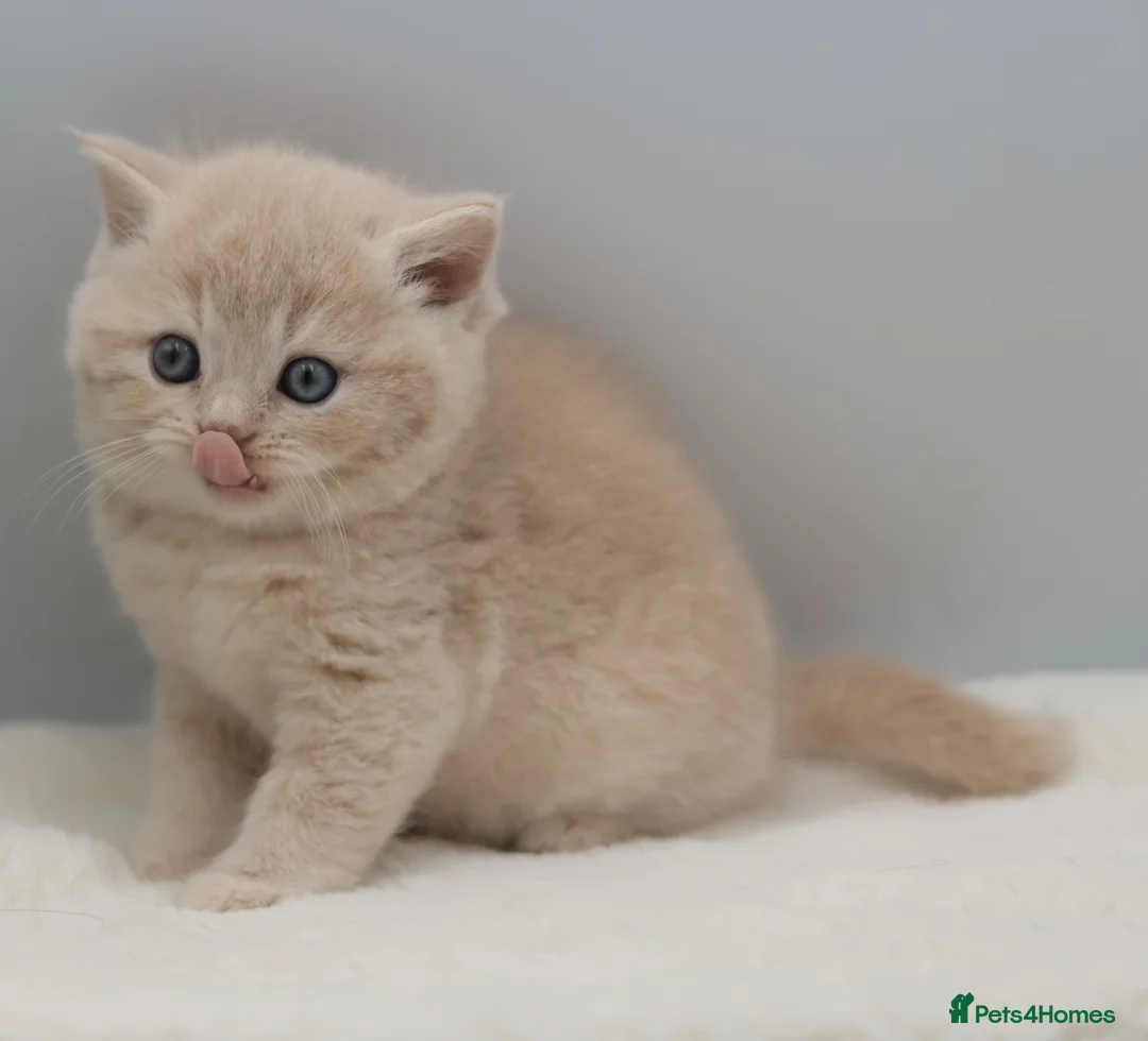 British Shorthair cats for sale: PEDIGREE REGISTERED CHUNKY BRITISH SHORTHAIRS - Advert 1