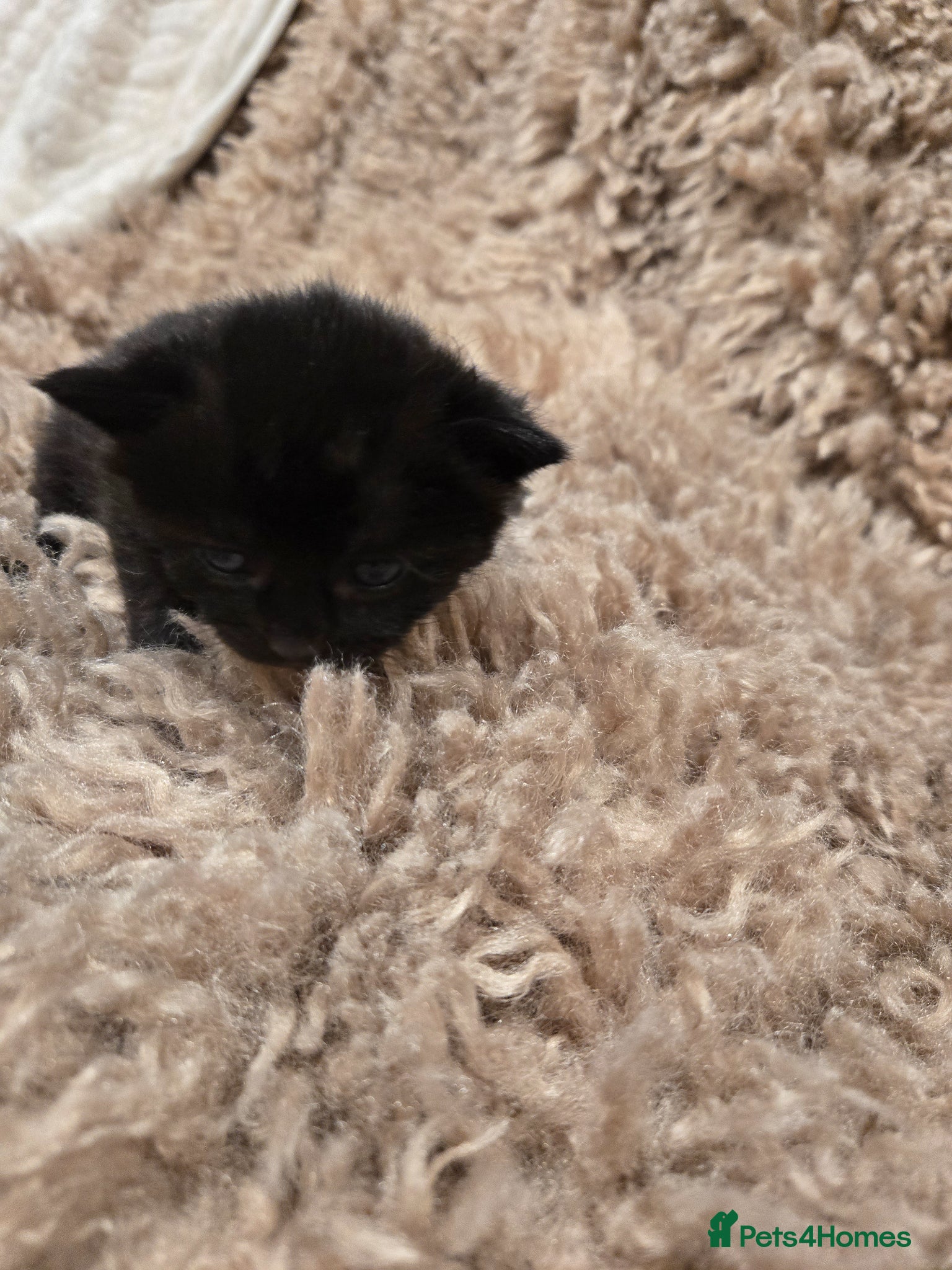 Savannah cats Savanah x kittens 1 LEFT - Advert 2