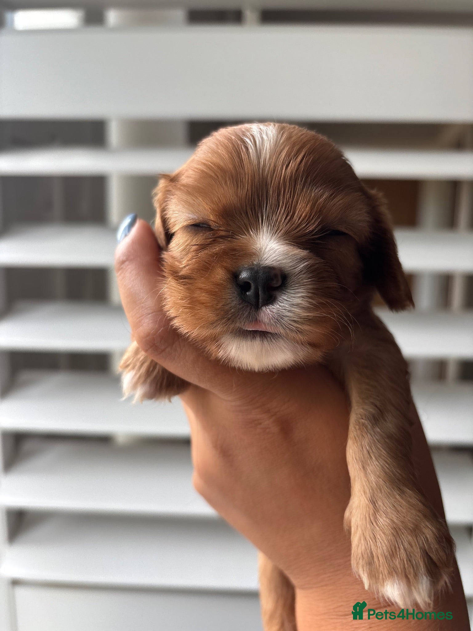Cavalier King Charles Spaniel dogs Registered Cavalier King Charles Spaniel Puppies - Advert 2