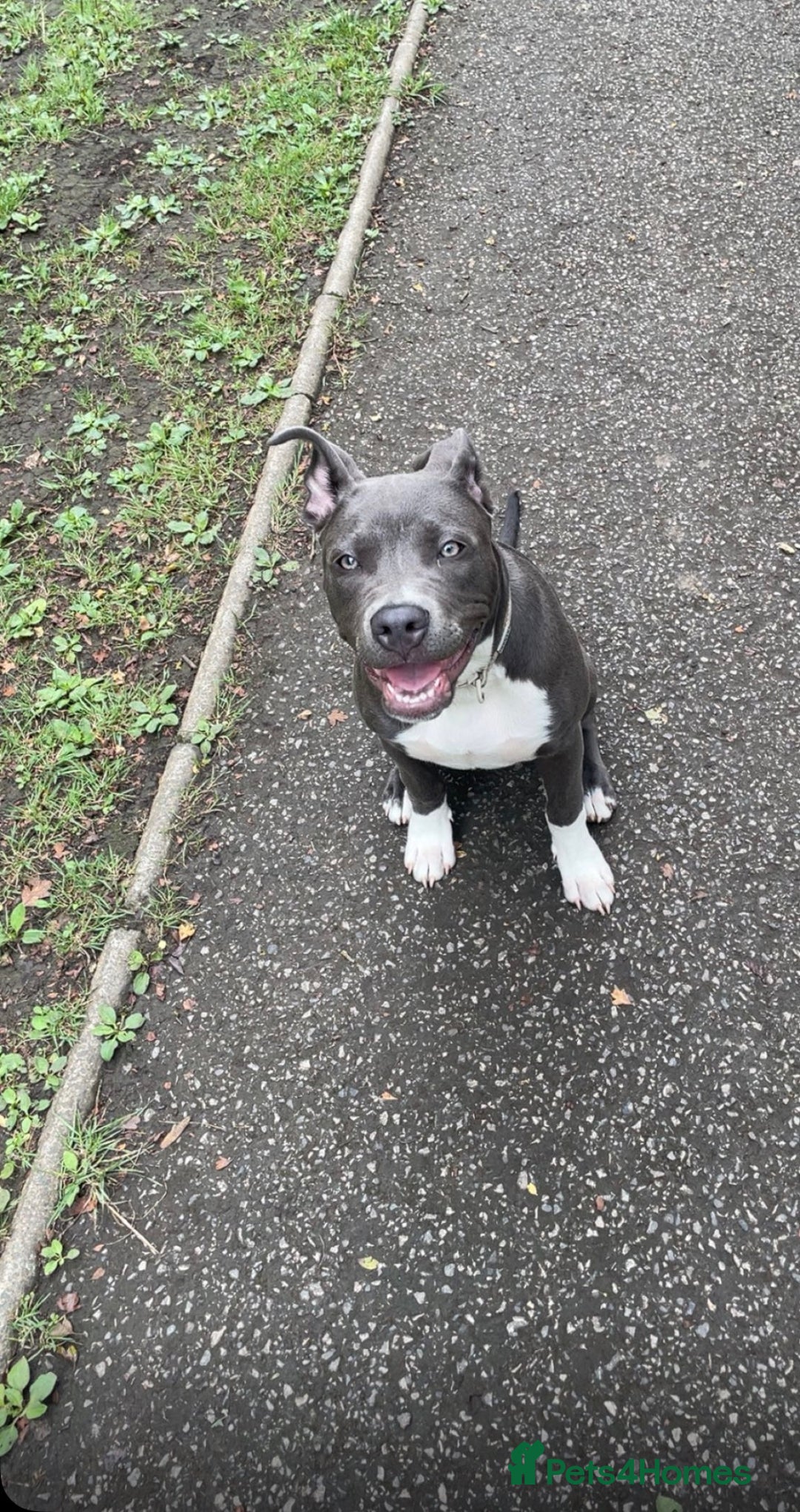 Mixed Breed dogs for sale: Female  - Advert 5