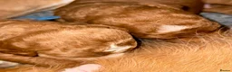 Australian Labradoodle dogs for sale: fully health tested Australian Labradoodles - Advert 21