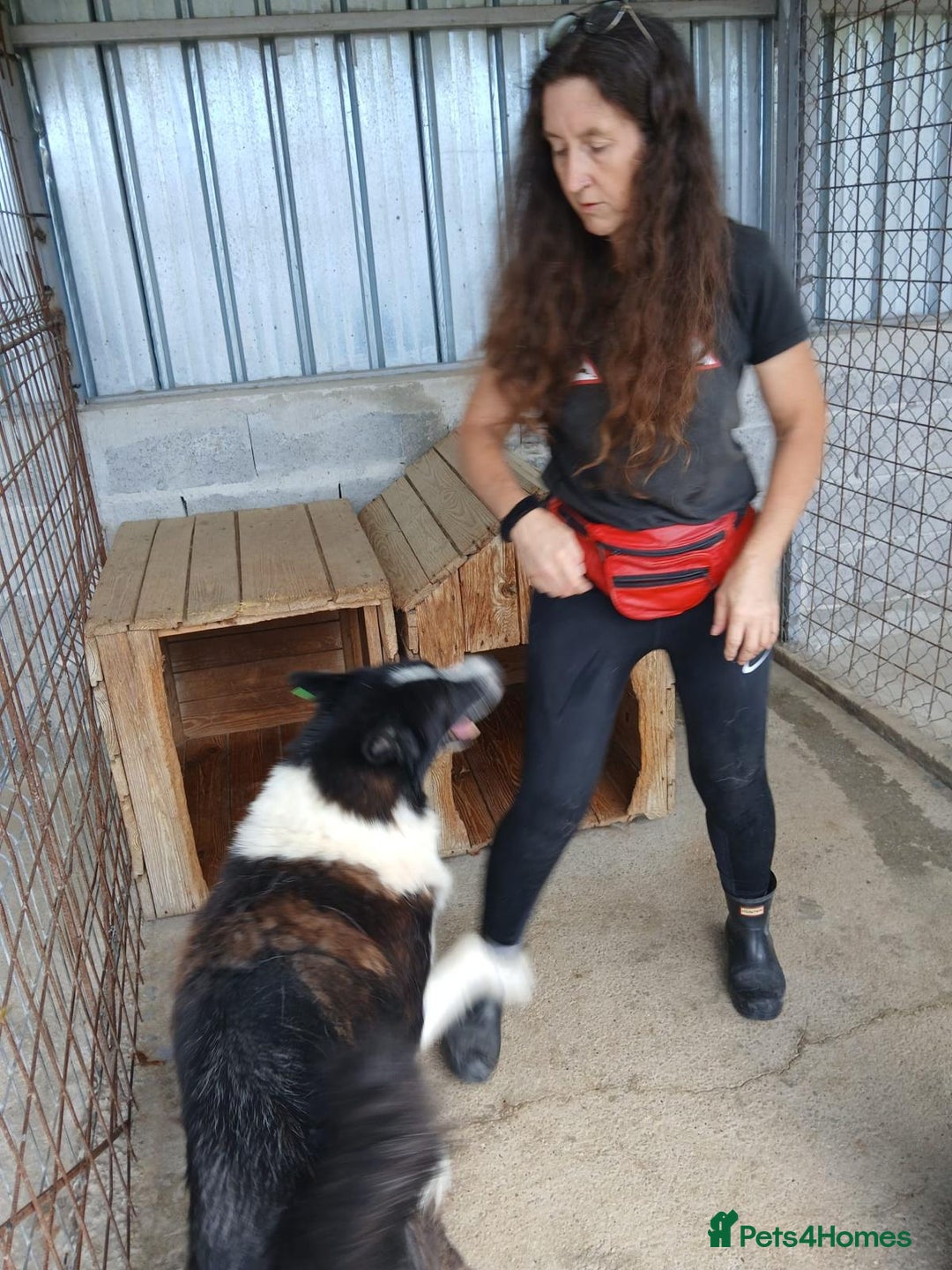 Mixed Breed dogs for adoption: Drummer, 6-7 yrs old. Available for adoption. - Image 7