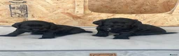 Cocker Spaniel dogs for sale: KC Registered Cocker Spaniel Puppies  - Advert 15