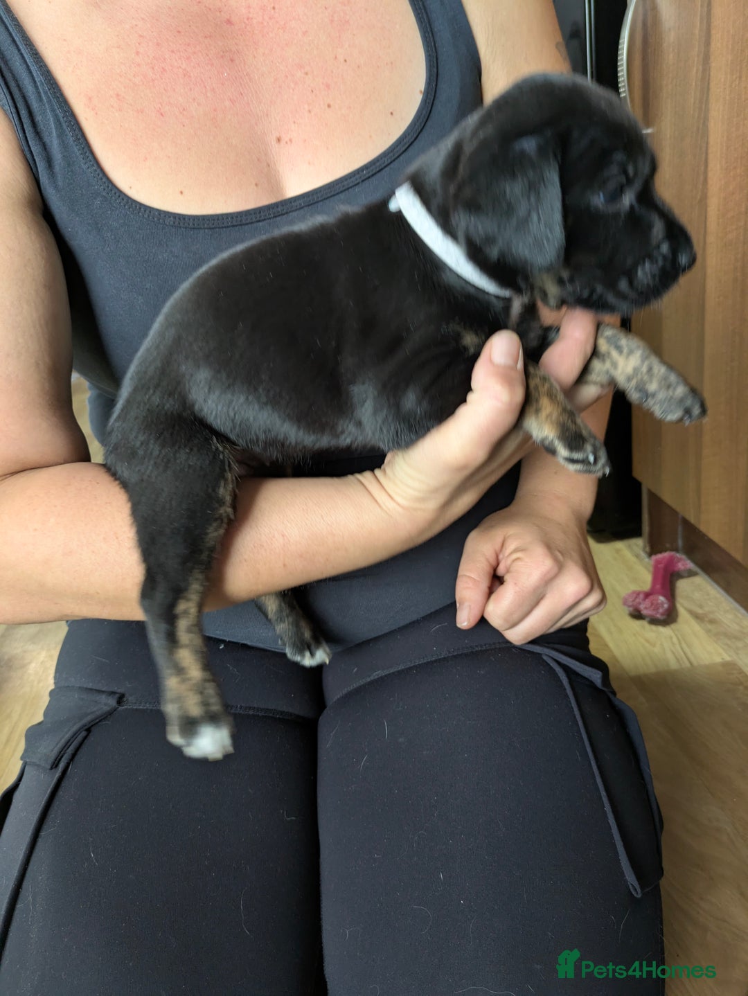 Mixed Breed dogs for sale: Jack, Springer X staffy, lurcher puppies - Image 18