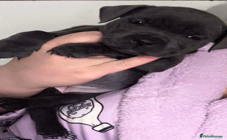 Staffordshire Bull Terrier dogs - Advert 1