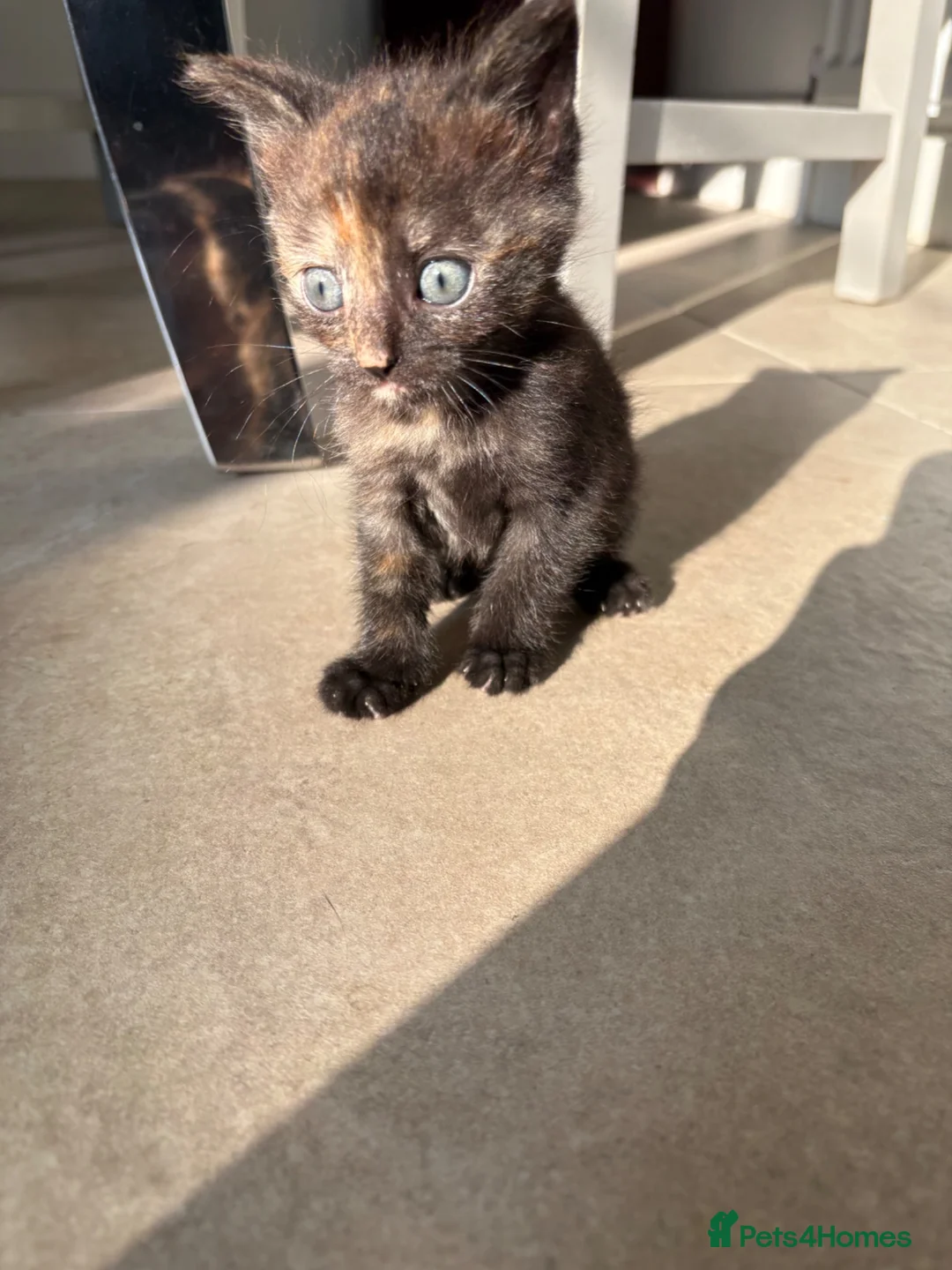 Mixed Breed cats for sale: 6 week old tortoiseshell kitten- pinky  - Advert 2