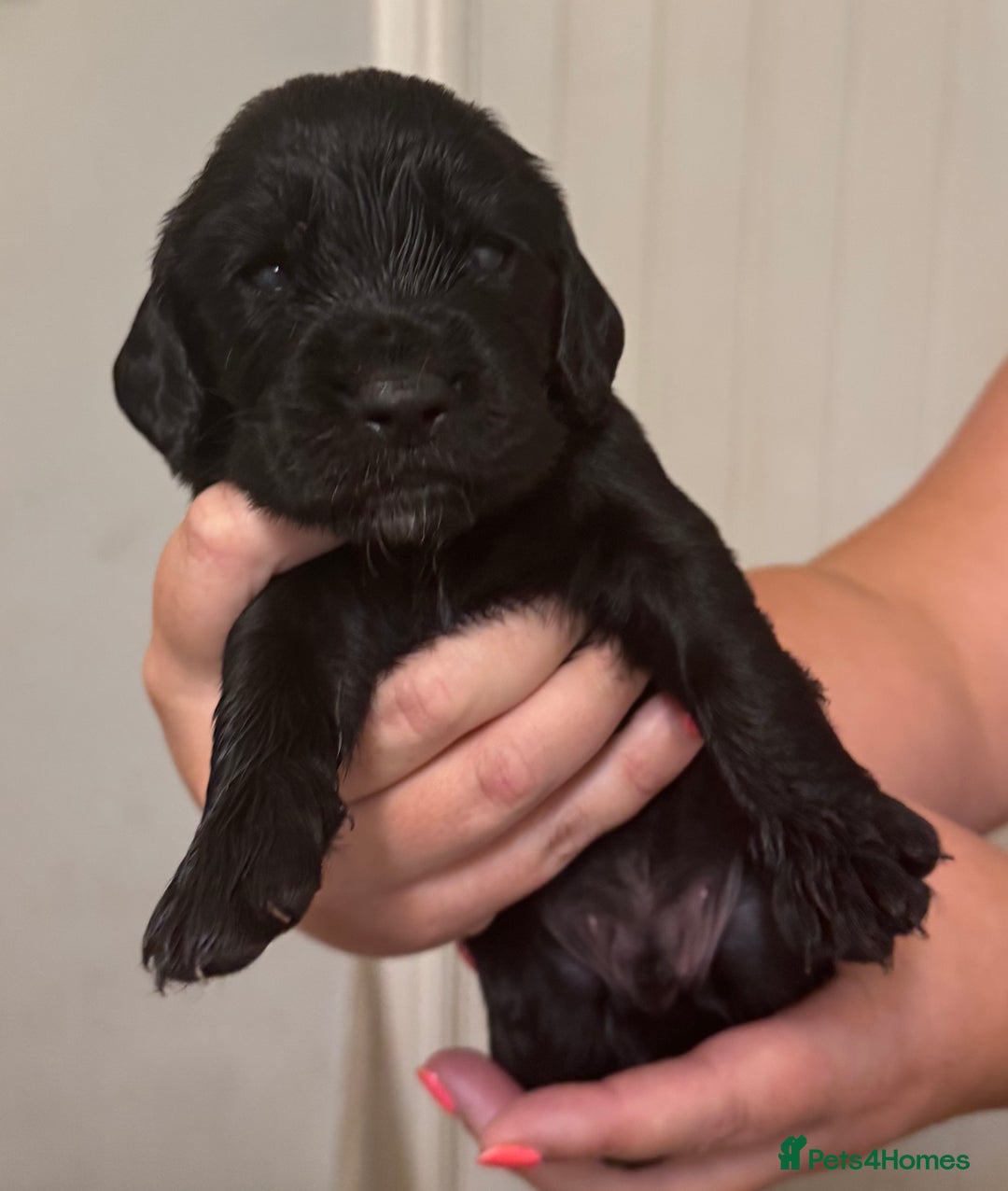 Sprocker dogs for sale: Sprockers - Image 9