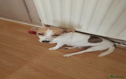 Mixed Breed dogs for sale: Jack tzu puppies - Advert 1