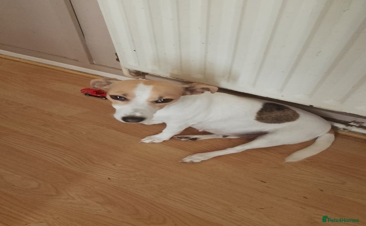 Mixed Breed dogs Jack tzu puppies - Advert 1