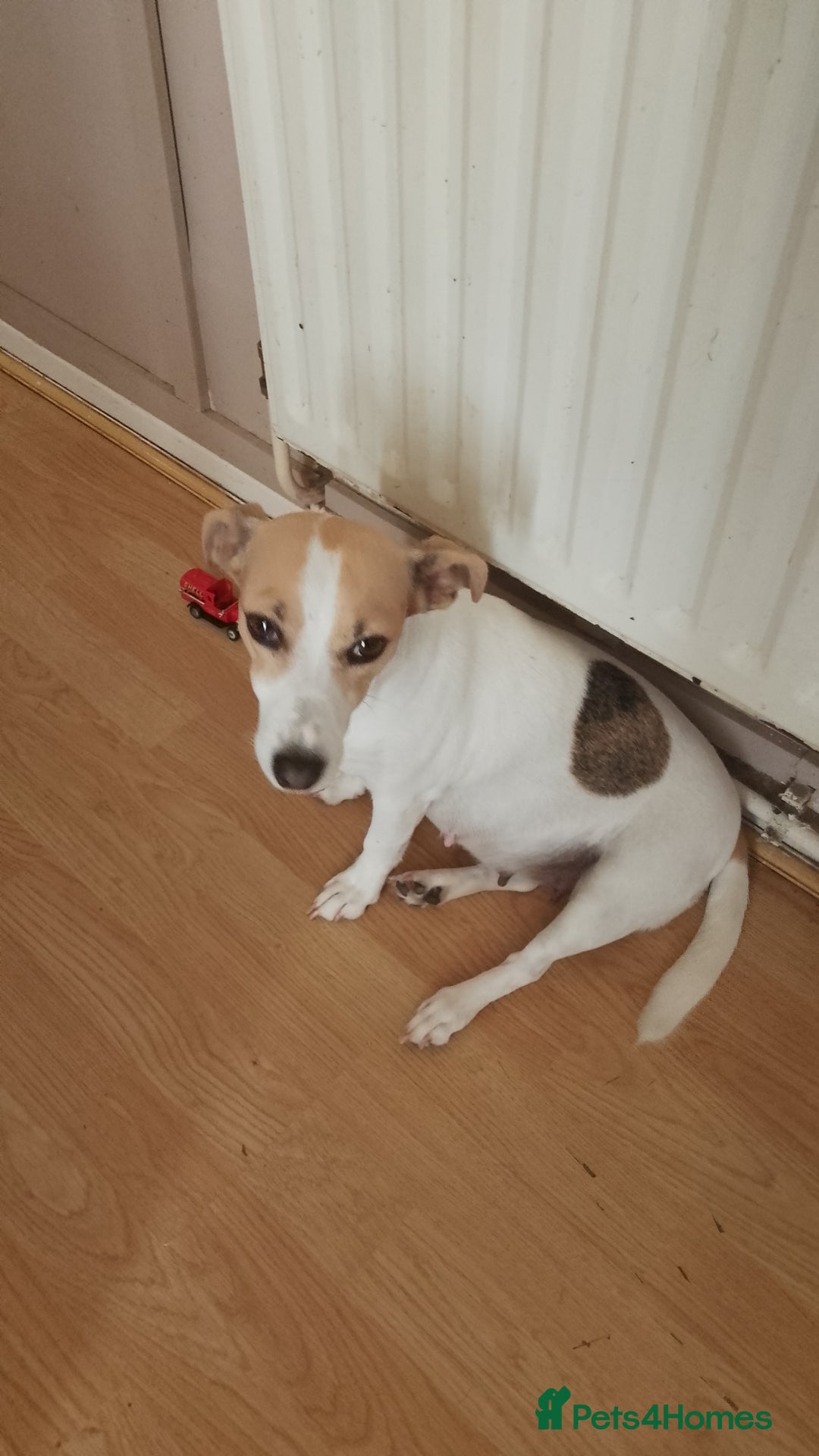 Mixed Breed dogs for sale: Jack tzu puppies - Advert 1