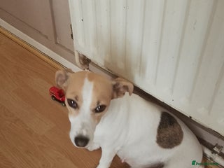 Mixed Breed dogs Jack tzu puppies - Advert 3