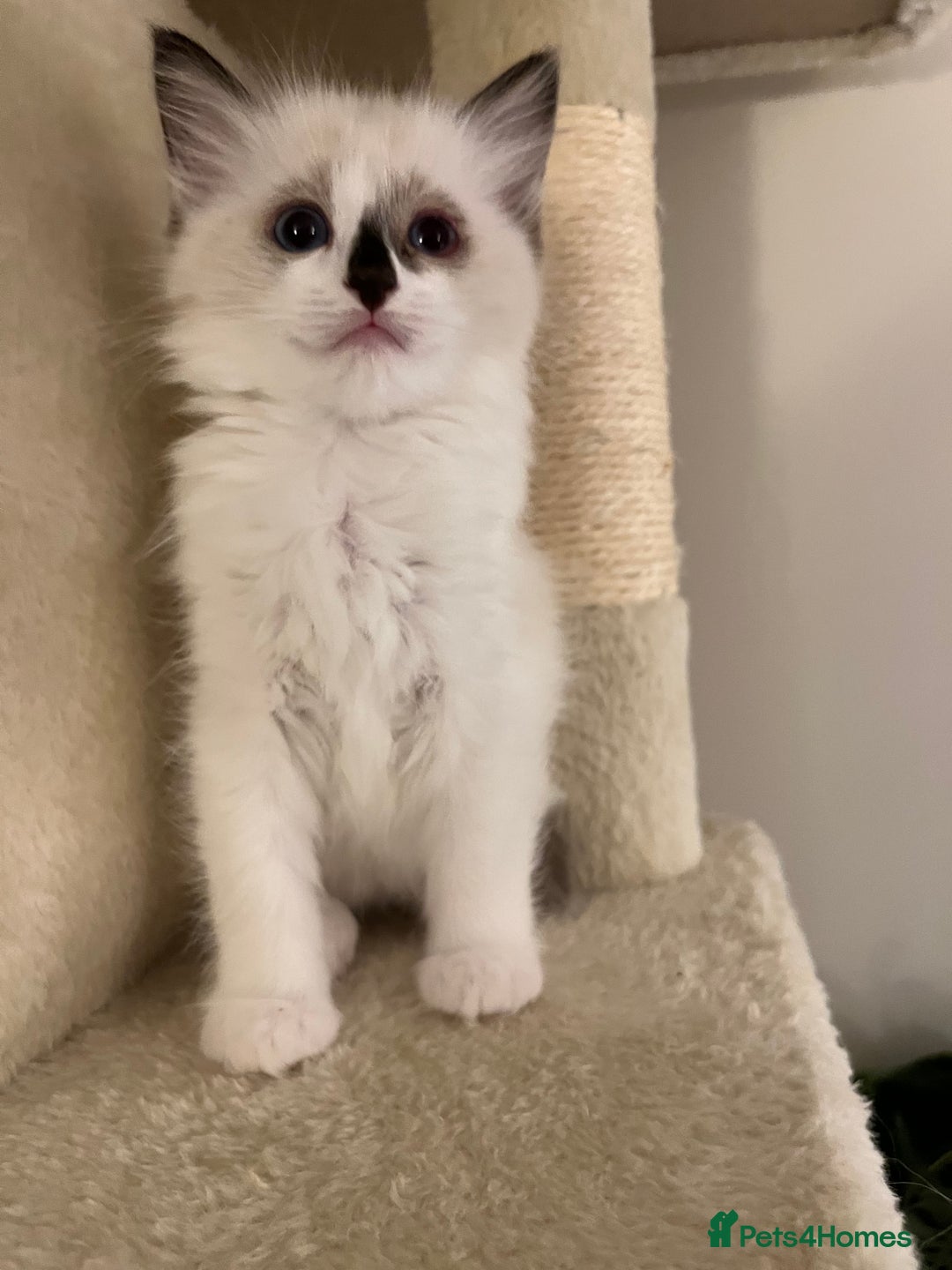 Ragdoll cats for sale: Pure Ragdoll kittens for sale london  - Image 2