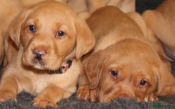 Labrador Retriever dogs for sale: Red Fox Labs : Health Checked-KC Reg-FTCH Pedigree - Image 6