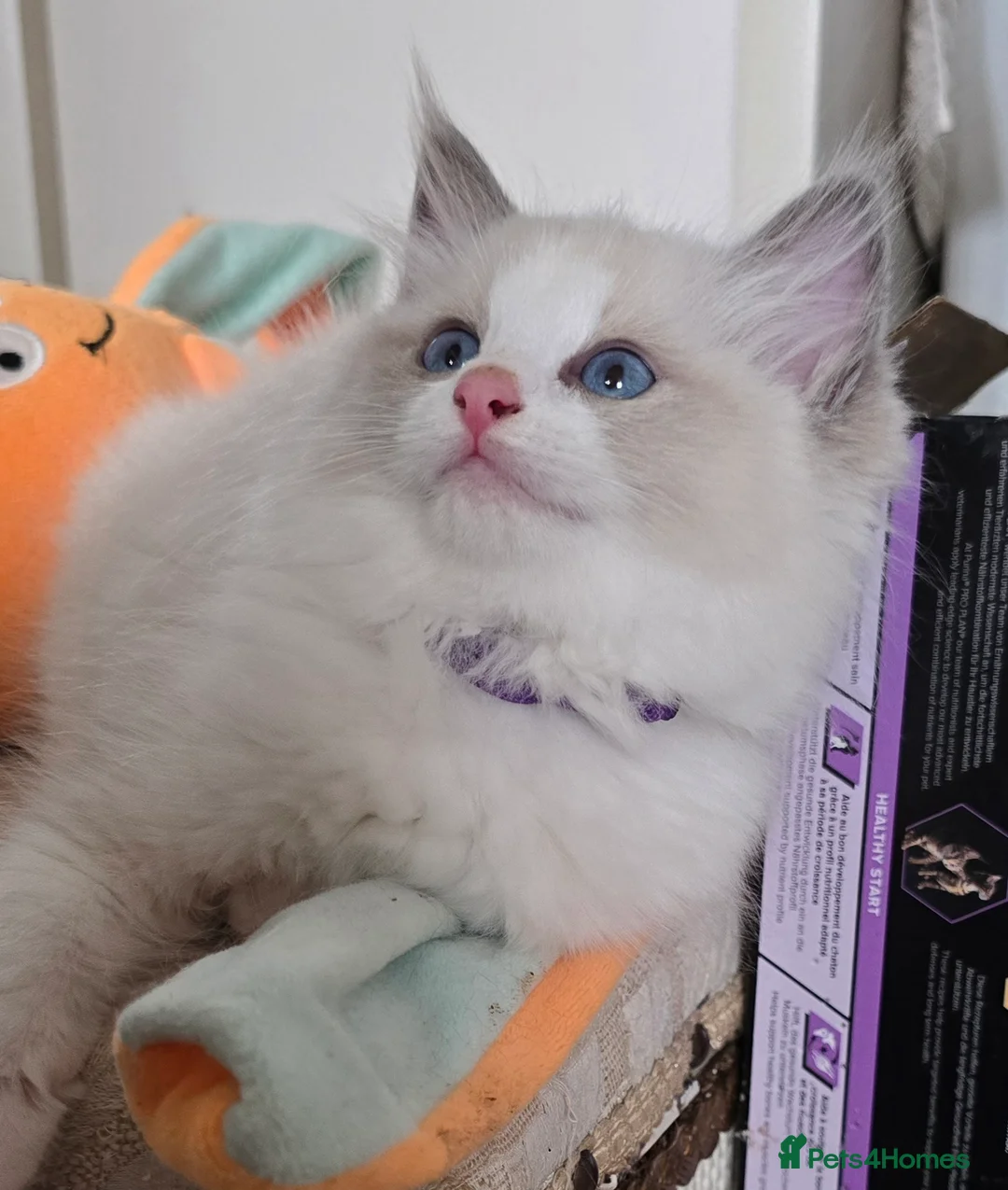 Ragdoll cats for sale: Stunning Ragdoll kittens .TICA registered  - Advert 22