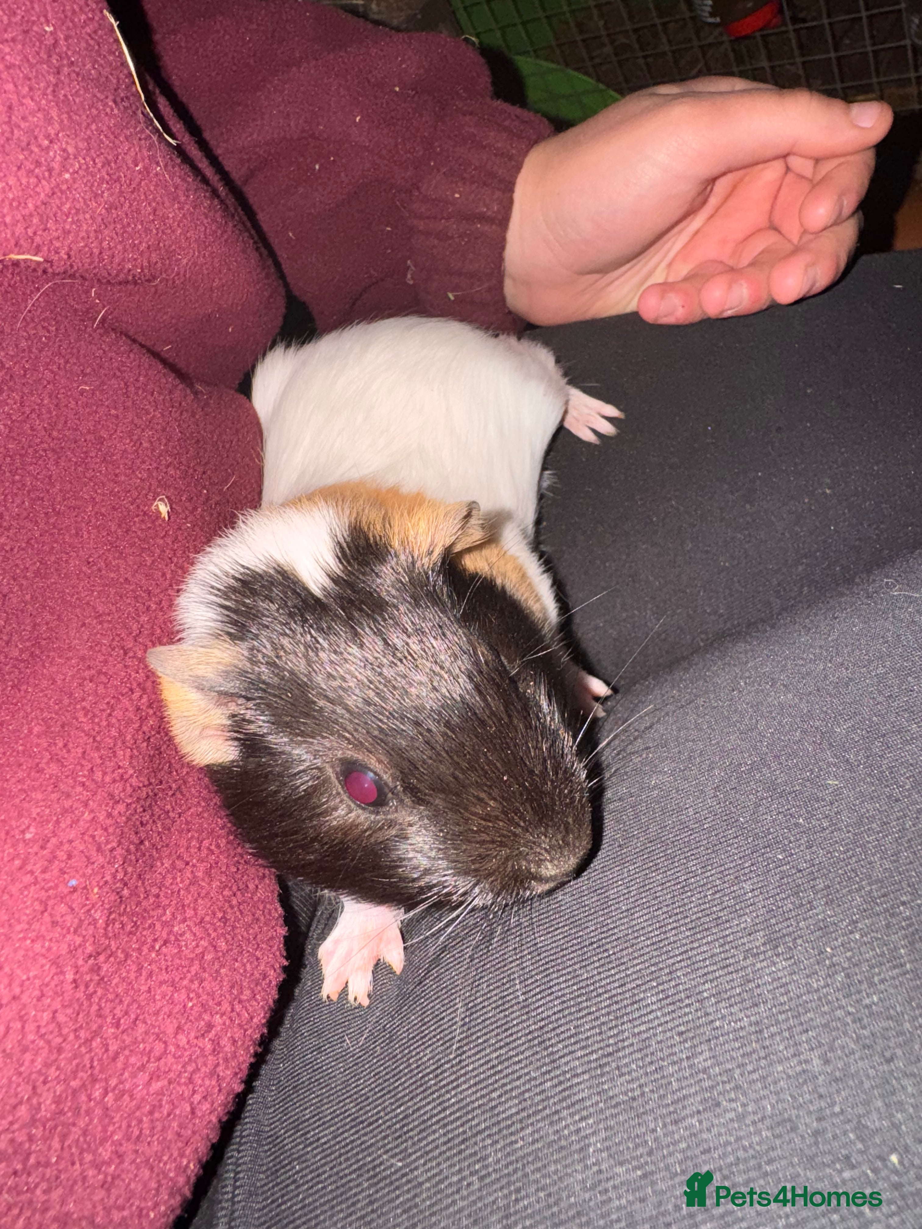 Guinea Pig rodents three male guinea pigs three months old  - Advert 13