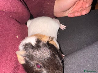 Guinea Pig rodents three male guinea pigs three months old - Advert 1