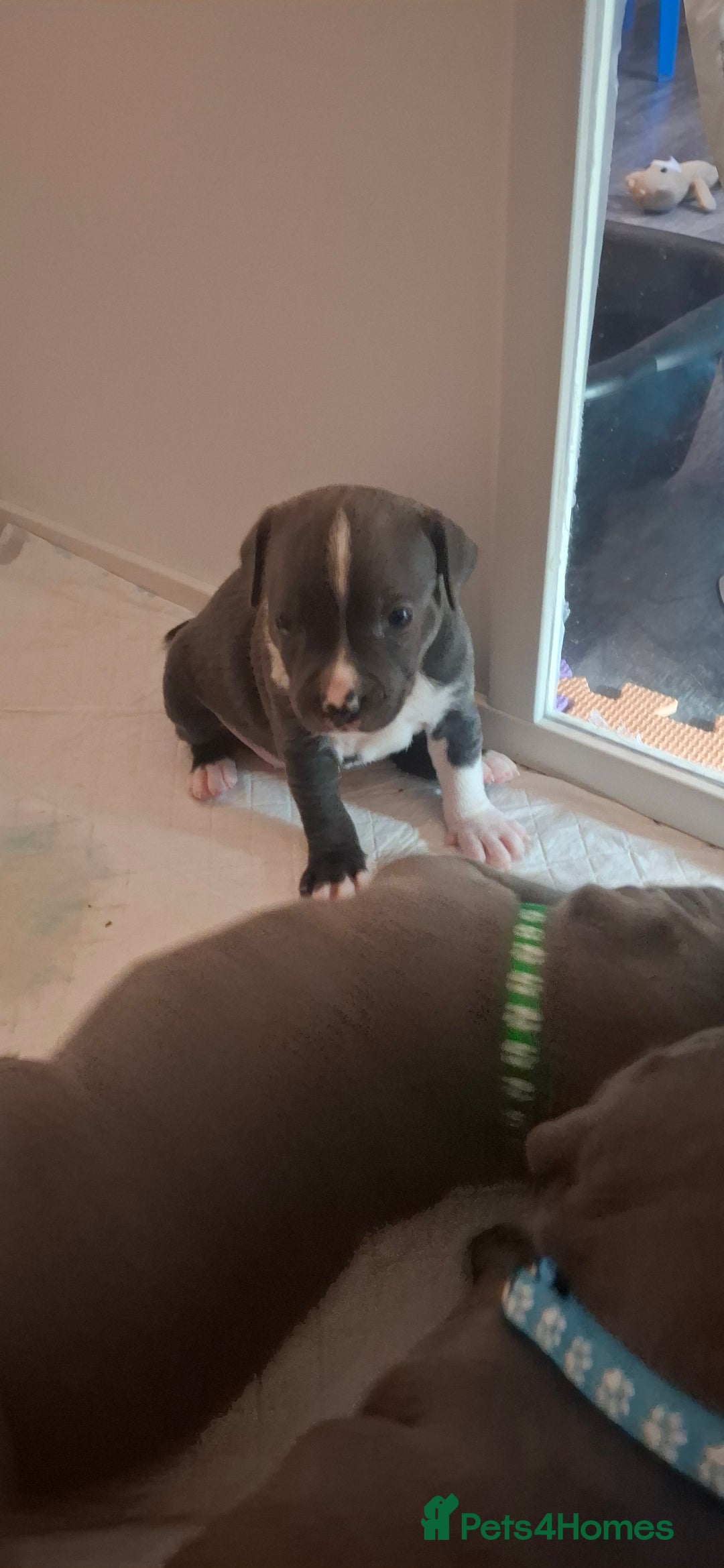 Staffordshire Bull Terrier dogs for sale: Blue Staffordshire bull terrier puppies  - Image 8
