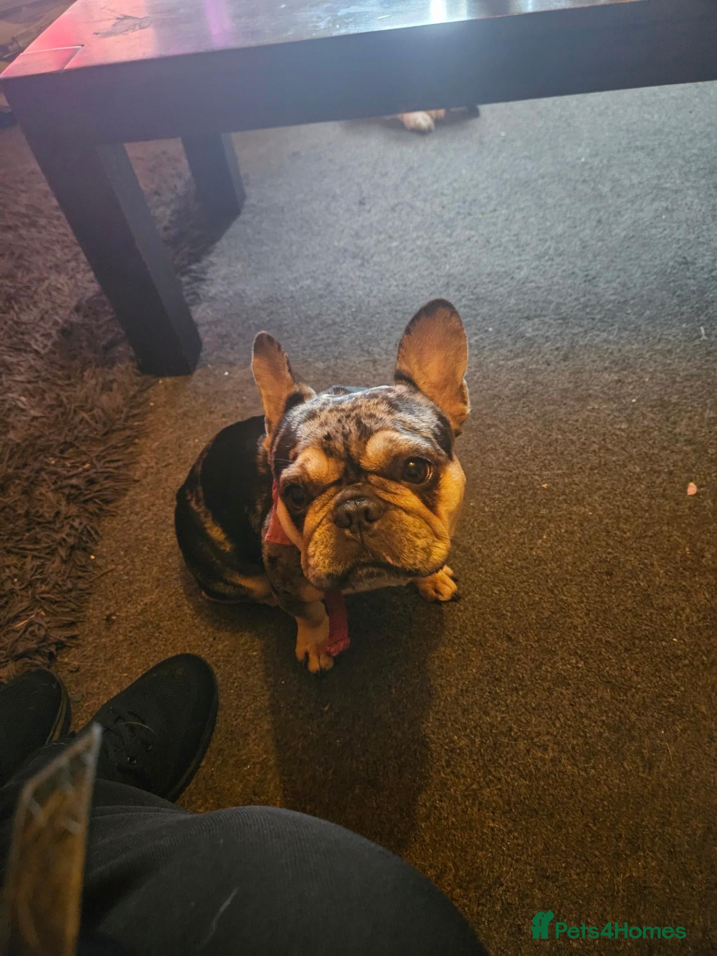 French Bulldog dogs Beautifull blue blood frenchie - Advert 22