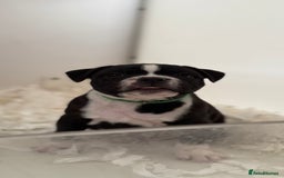 Staffordshire Bull Terrier dogs for sale: Outstanding KC blue gene carriers - Image 29