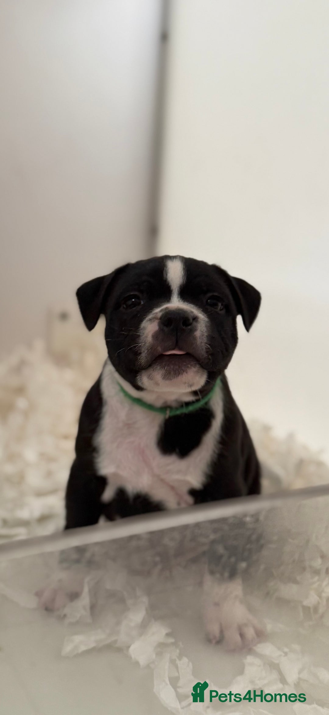 Staffordshire Bull Terrier dogs for sale: Outstanding KC blue gene carriers - Image 29