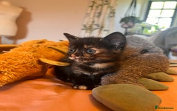 Domestic Shorthair cats for sale: Adorable Tortoiseshell Kittens - Image 10