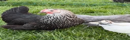 Chickens poultry for sale: Free range point of lay hens available 🧡 - Advert 7