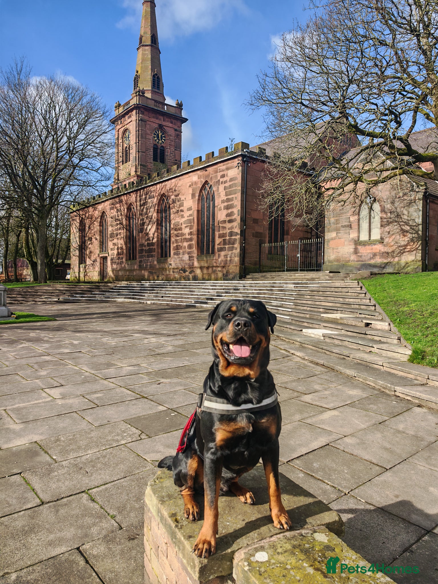 Rottweiler dogs Rottweiler for stud full pedigree, health tested  - Advert 1
